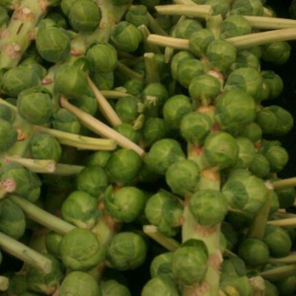 Photo taken at Trader Joe's by Jen R. on 12/22/2011