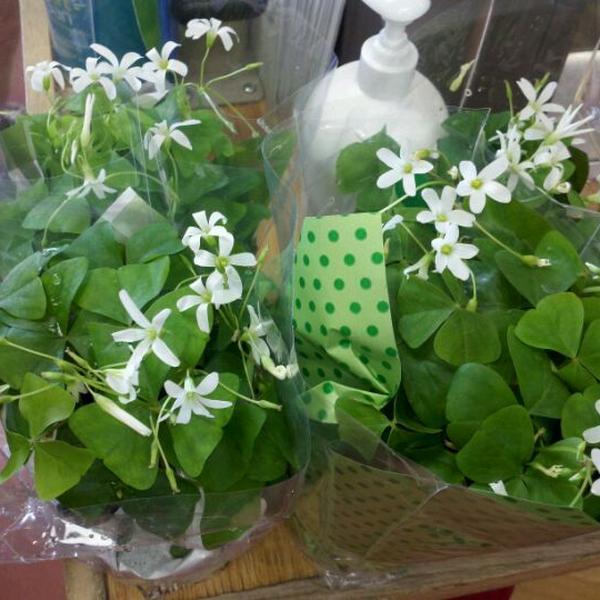 Photo taken at Trader Joe's by Jenn K. on 3/14/2012-密苏里州克雷夫科尔橄榄树大道11505号 Photo taken at Trader Joe's by Jenn K. on 3/14/2012