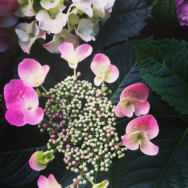 Photo taken at Trader Joe's by Melissa A. on 1/26/2013-美国加利福尼亚州伯班克阿拉梅达大道东214 Photo taken at Trader Joe's by Melissa A. on 1/26/2013