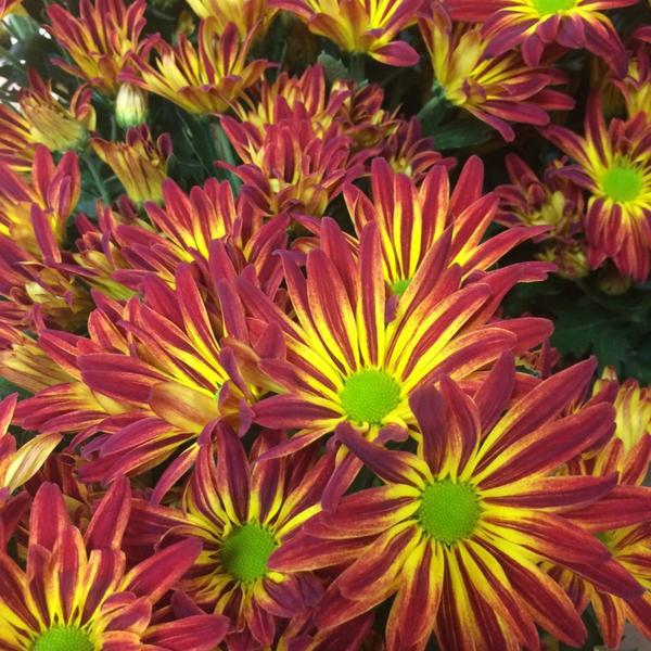 Photo taken at Trader Joe's by Jacki P. on 10/9/2014