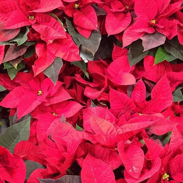 Photo taken at Loblaws by Charise on 12/20/2013