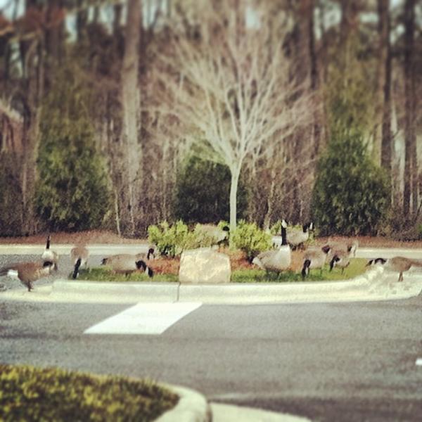 Photo taken at Aldi by Stephanie C. on 2/4/2013