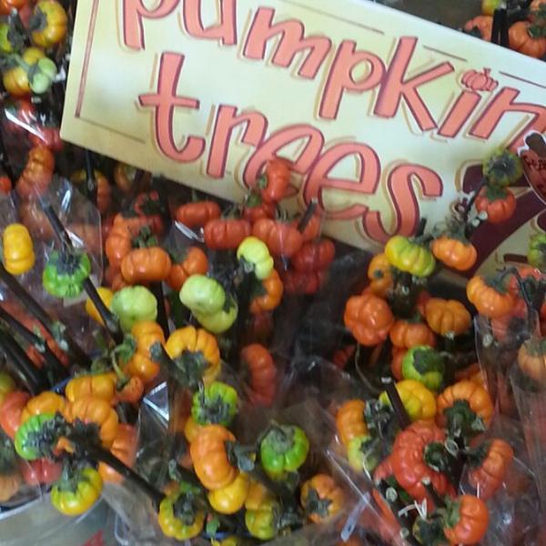 Photo taken at Trader Joe's by Bill H. on 10/18/2012