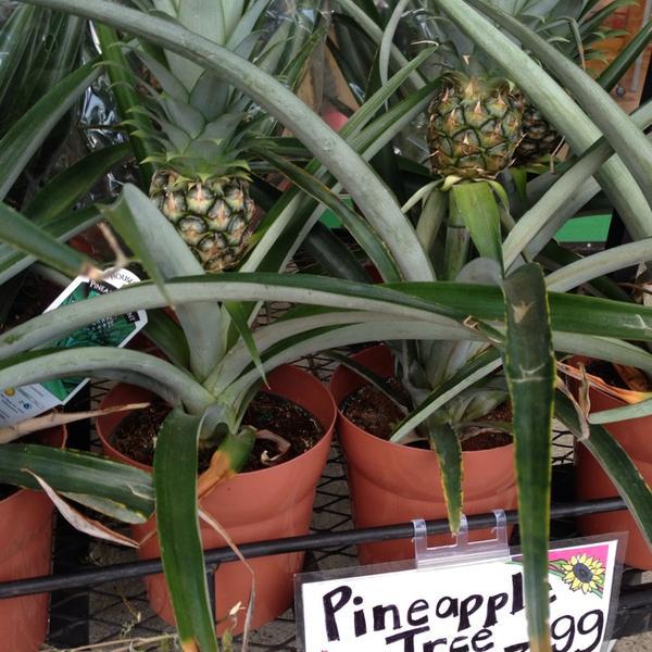 Photo taken at Trader Joe's by Christy W. on 9/11/2013-美国弗吉尼亚州莱斯顿拜伦卡梅隆大道11985 Photo taken at Trader Joe's by Christy W. on 9/11/2013