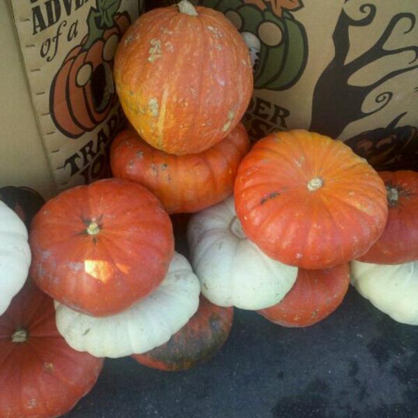 Photo taken at Trader Joe's by Rebecca G. on 10/14/2011-加利福尼亚州南帕萨迪纳盛大大道团街613号 Photo taken at Trader Joe's by Rebecca G. on 10/14/2011