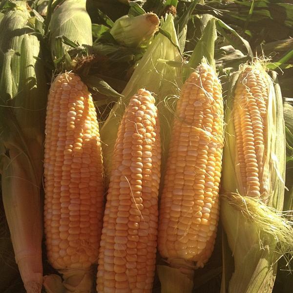 Photo taken at Longo's by Fariba R. on 7/26/2013-加拿大多伦多莱尔德街道93 Photo taken at Longo's by Fariba R. on 7/26/2013