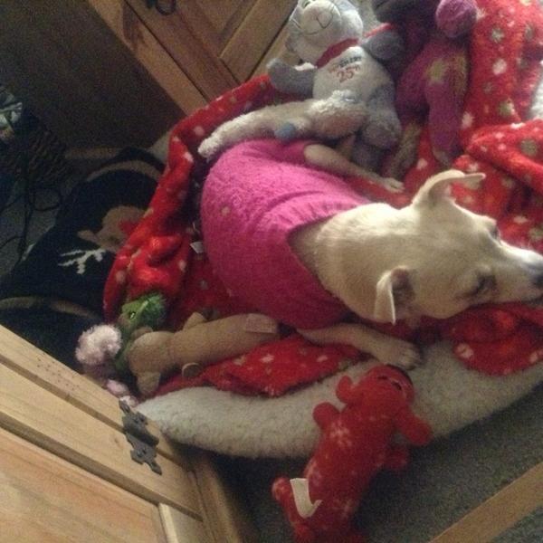 Photo taken at Trader Joe's by Yxes -亚利桑那 格兰岱尔0西钟路772(第75大街) Photo taken at Trader Joe's by Yxes