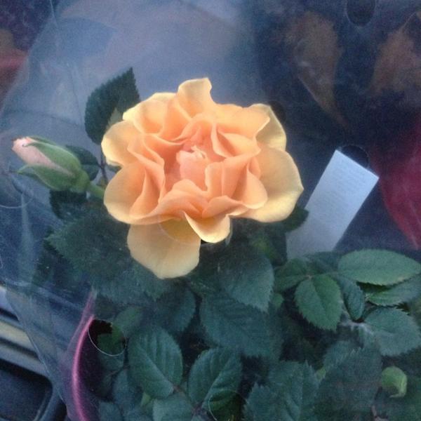 Photo taken at Trader Joe's by Barbara D. on 3/10/2013