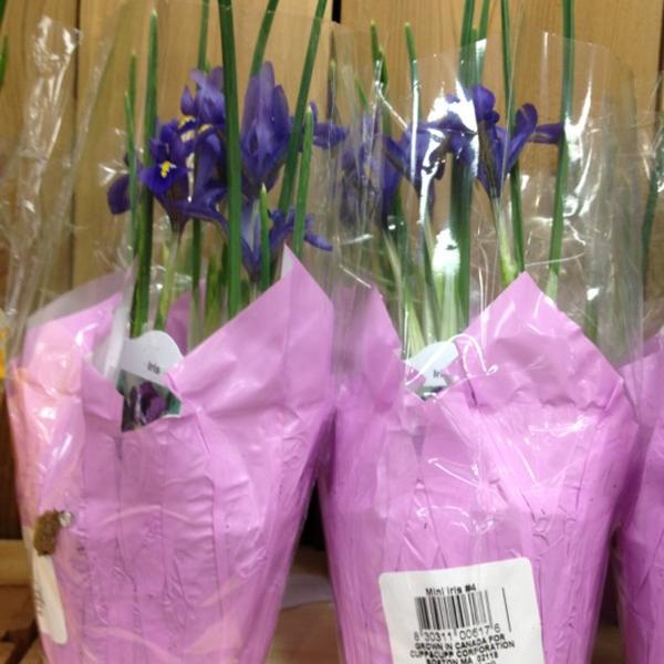 Photo taken at Trader Joe's by Lorri E. on 2/11/2012