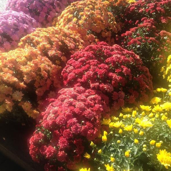 Photo taken at Whole Foods Market by Elaine L. on 8/15/2013-宾夕法尼亚州詹金顿菲尔韦路1575号 Photo taken at Whole Foods Market by Elaine L. on 8/15/2013