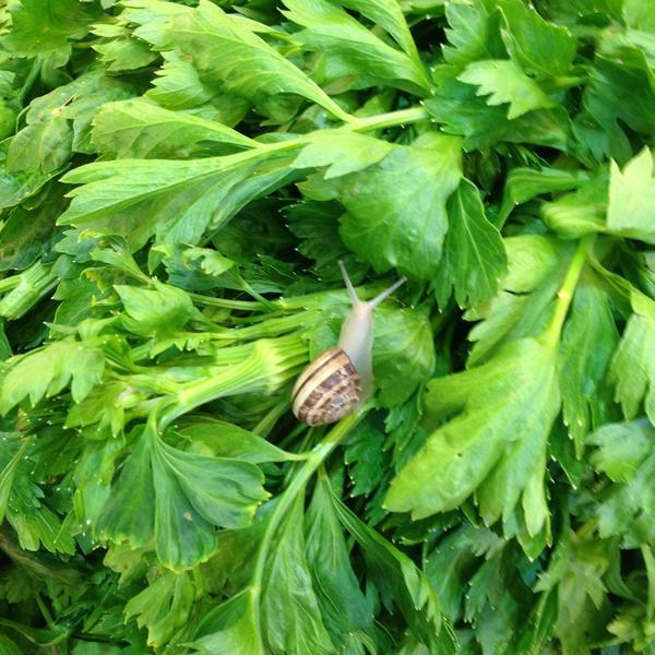 ΧΑΛΚΙΑΔΑΚΗΣ Super Market图片库