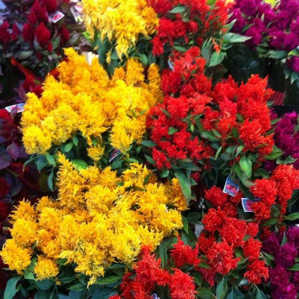 Photo taken at Trader Joe's by Karen P. on 8/11/2012-美国加利福尼亚州圣罗莎克利夫兰大道3225 Photo taken at Trader Joe's by Karen P. on 8/11/2012