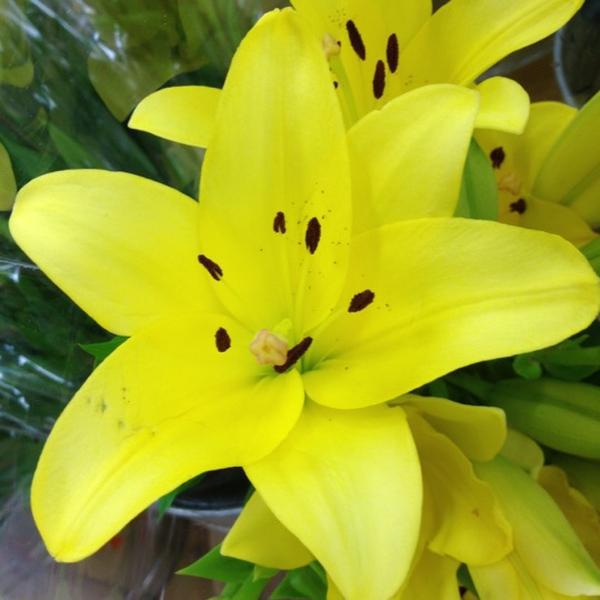 Photo taken at Trader Joe's by Roseann H. on 9/4/2012