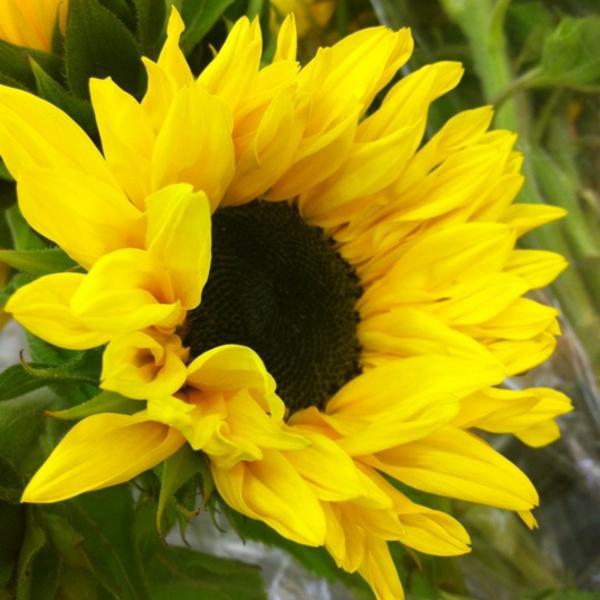 Photo taken at Trader Joe's by Luz G. on 6/12/2012