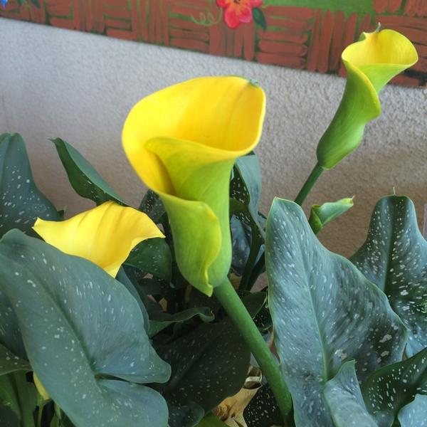 Photo taken at Trader Joe's by Gary M. on 8/22/2014-加尼福尼亚纽波特海滩海岸高速公路8086(礁点街道) Photo taken at Trader Joe's by Gary M. on 8/22/2014