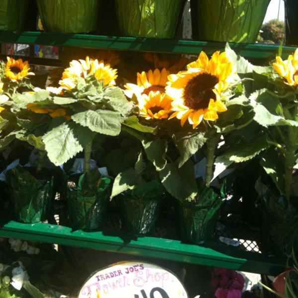Photo taken at Trader Joe's by Vickie C. on 7/8/2012