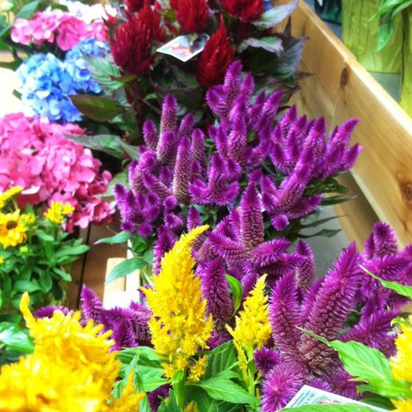 Photo taken at Trader Joe's by Michelle M. on 8/20/2012