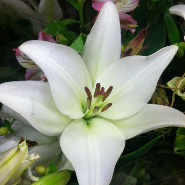 Photo taken at Trader Joe's by Michelle M. on 12/19/2012