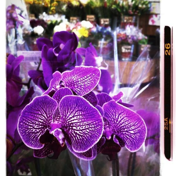 Photo taken at Trader Joe's by Evangeline B. on 10/31/2012-加尼福尼亚 奥克兰大学大道5727(在橡树林大道) Photo taken at Trader Joe's by Evangeline B. on 10/31/2012