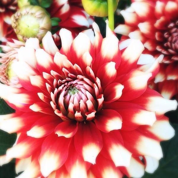 Photo taken at Whole Foods Market by Shana R. on 6/22/2013-加尼福尼亚圣罗莎 城市 康涅狄格R390(在盖尔南韦尔路) Photo taken at Whole Foods Market by Shana R. on 6/22/2013