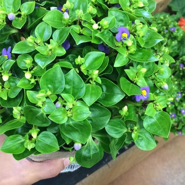 Photo taken at Trader Joe's by Mia S. on 7/29/2014