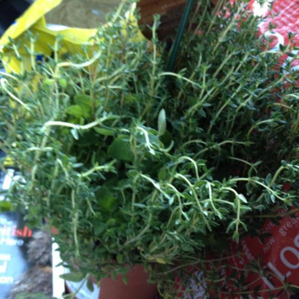 Photo taken at Trader Joe's by Martis D. on 7/9/2012-美国加利福尼亚州科斯塔梅萨波莫纳大道640 Photo taken at Trader Joe's by Martis D. on 7/9/2012