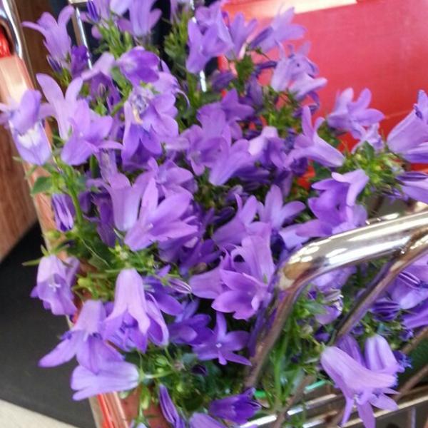 Photo taken at Trader Joe's by AAARenee on 3/27/2013-美国加利福尼亚州长滩太平洋海岸高速公路东6451 Photo taken at Trader Joe's by AAARenee on 3/27/2013