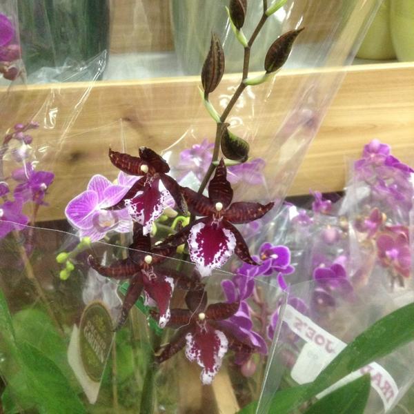 Photo taken at Trader Joe's by Brielle 