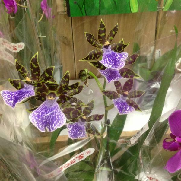 Photo taken at Trader Joe's by Brielle 