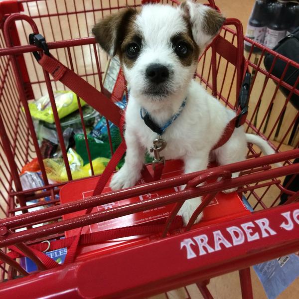 Photo taken at Trader Joe's by Rose C. on 2/4/2015