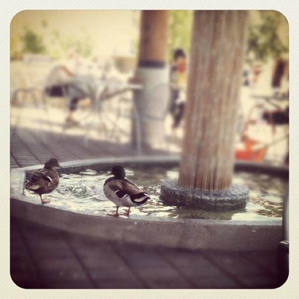 Photo taken at Whole Foods Market by Scott W. on 6/8/2012-加利福尼亚州库比蒂诺史蒂文斯希大道20955号 Photo taken at Whole Foods Market by Scott W. on 6/8/2012