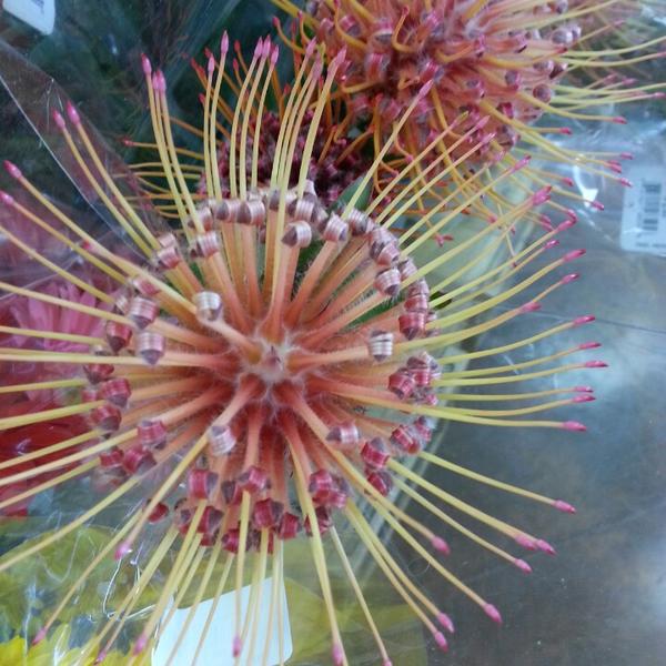 Photo taken at Trader Joe's by Bella M. on 3/24/2013