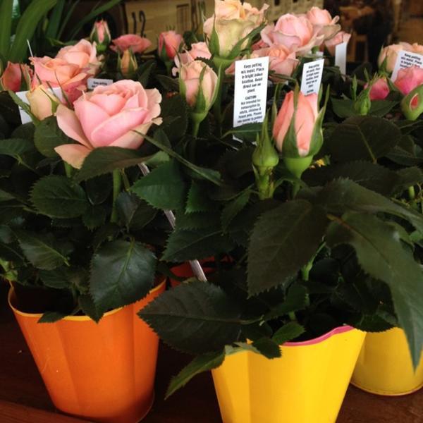 Photo taken at Trader Joe's by Gary M. on 4/13/2012-美国阿利桑那州图森威尔莫特路北1101 Photo taken at Trader Joe's by Gary M. on 4/13/2012