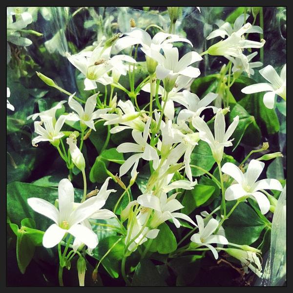 Photo taken at Trader Joe's by gno m. on 3/16/2013-加利福尼亚州长滩贝尔斯登街风铃草大道北2222号 Photo taken at Trader Joe's by gno m. on 3/16/2013