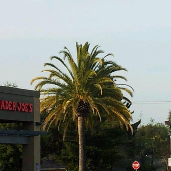 Photo taken at Trader Joe's by Pranav K. on 4/8/2012