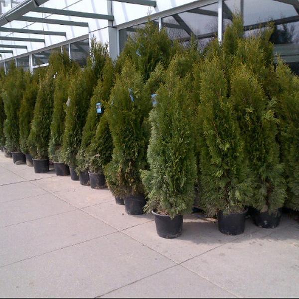 Photo taken at Loblaws by Guido D. on 4/8/2013