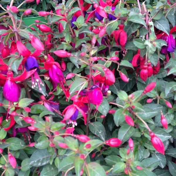 Photo taken at Trader Joe's by Jason B. on 5/25/2013-华盛顿 西雅图年安妮女王大道北1916(西浮雕街) Photo taken at Trader Joe's by Jason B. on 5/25/2013