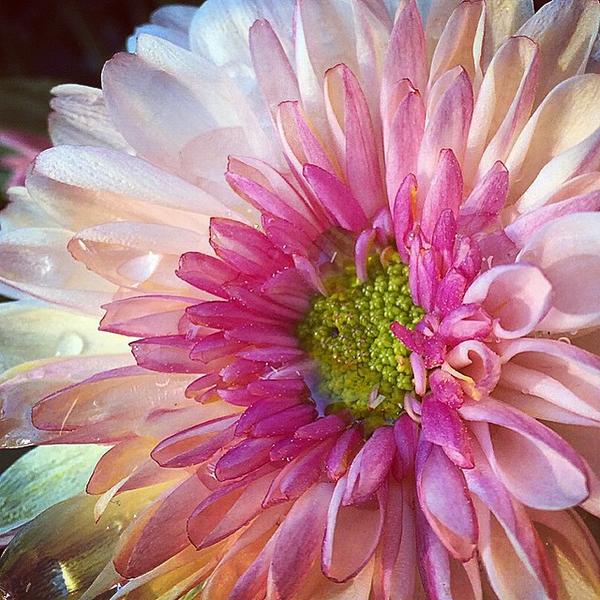 Photo taken at Trader Joe's by Louise M. on 1/16/2015