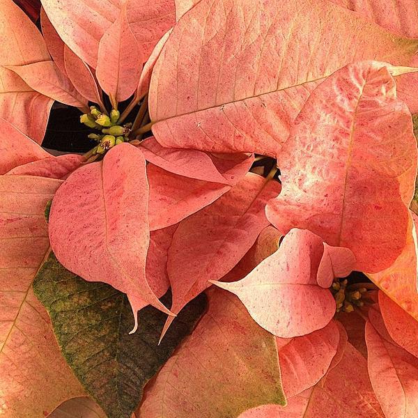 Photo taken at Trader Joe's by Louise M. on 12/24/2014