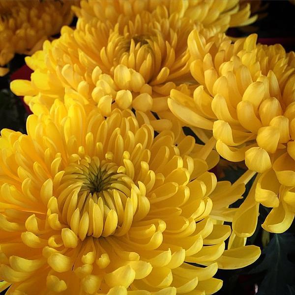 Photo taken at Trader Joe's by Louise M. on 2/2/2015