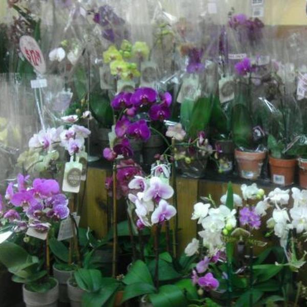 Photo taken at Trader Joe's by Niki C. on 1/28/2012