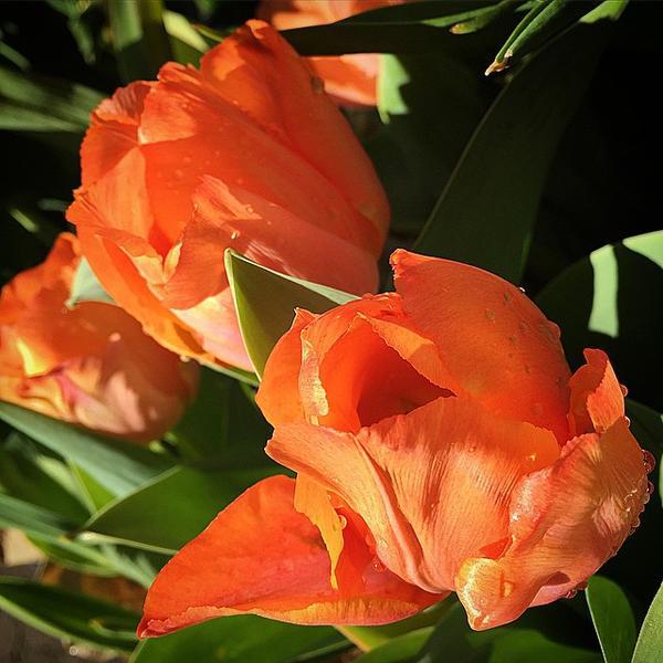 Photo taken at Trader Joe's by Louise M. on 3/11/2015