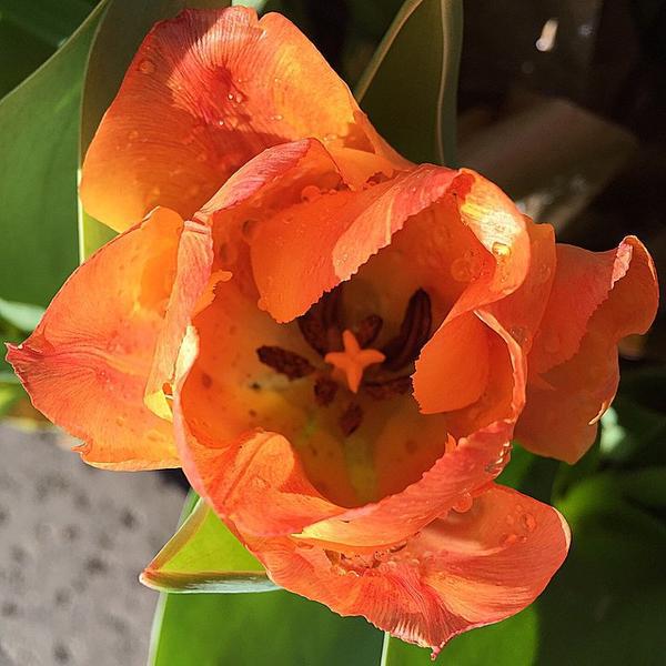 Photo taken at Trader Joe's by Louise M. on 3/5/2015