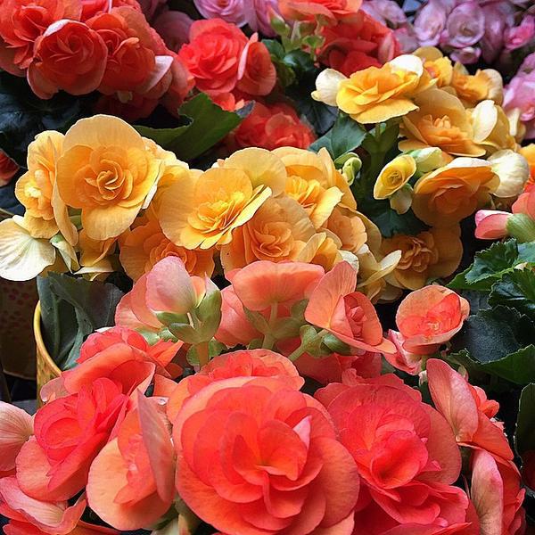 Photo taken at Trader Joe's by Louise M. on 2/25/2015