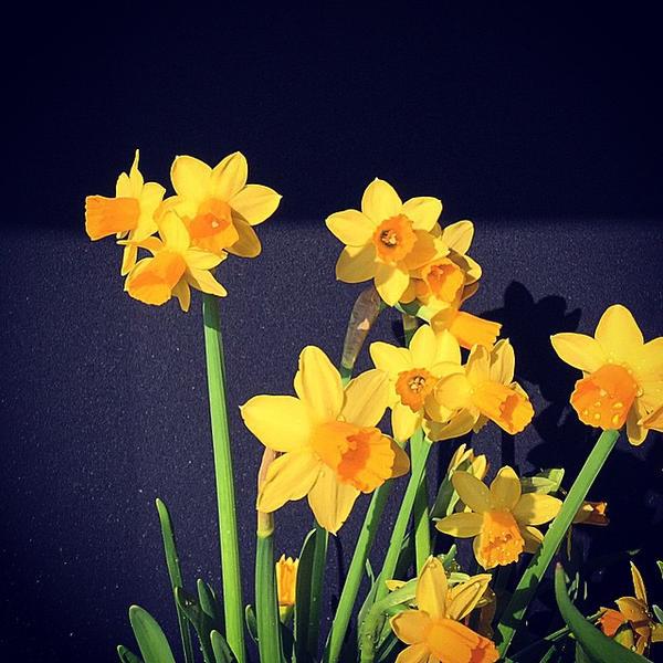 Photo taken at Trader Joe's by Louise M. on 2/25/2015