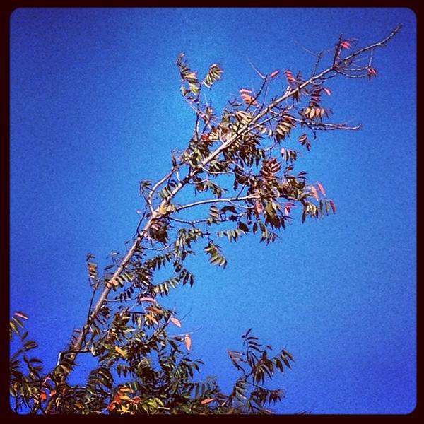 Photo taken at Trader Joe's by Kouros M. on 10/20/2012-美国加利福尼亚州佩塔卢马麦克道尔大道南169 Photo taken at Trader Joe's by Kouros M. on 10/20/2012