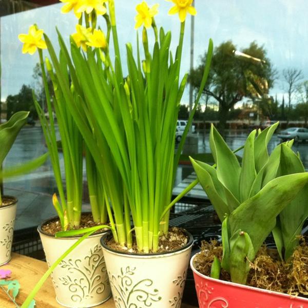 Photo taken at Trader Joe's by Michelle M. on 3/25/2012