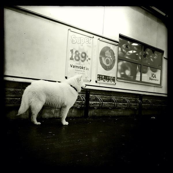 Photo taken at ICA Grytan by Jelle V. on 11/27/2011