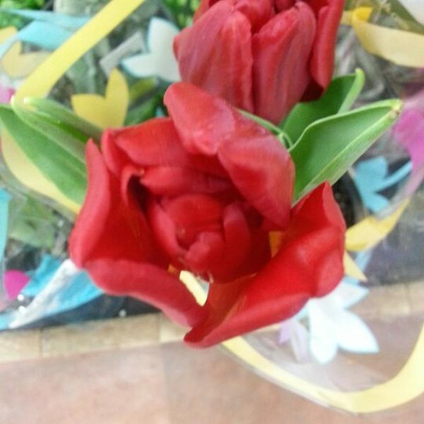 Photo taken at Trader Joe's by Christine H. on 2/2/2013-美国阿利桑那州斯科茨代尔斯科特斯德路北6202 Photo taken at Trader Joe's by Christine H. on 2/2/2013