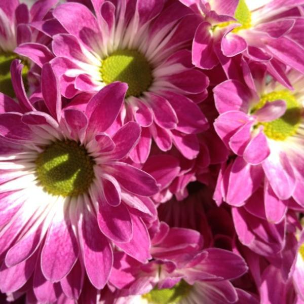 Photo taken at Trader Joe's by cyn on 4/7/2012